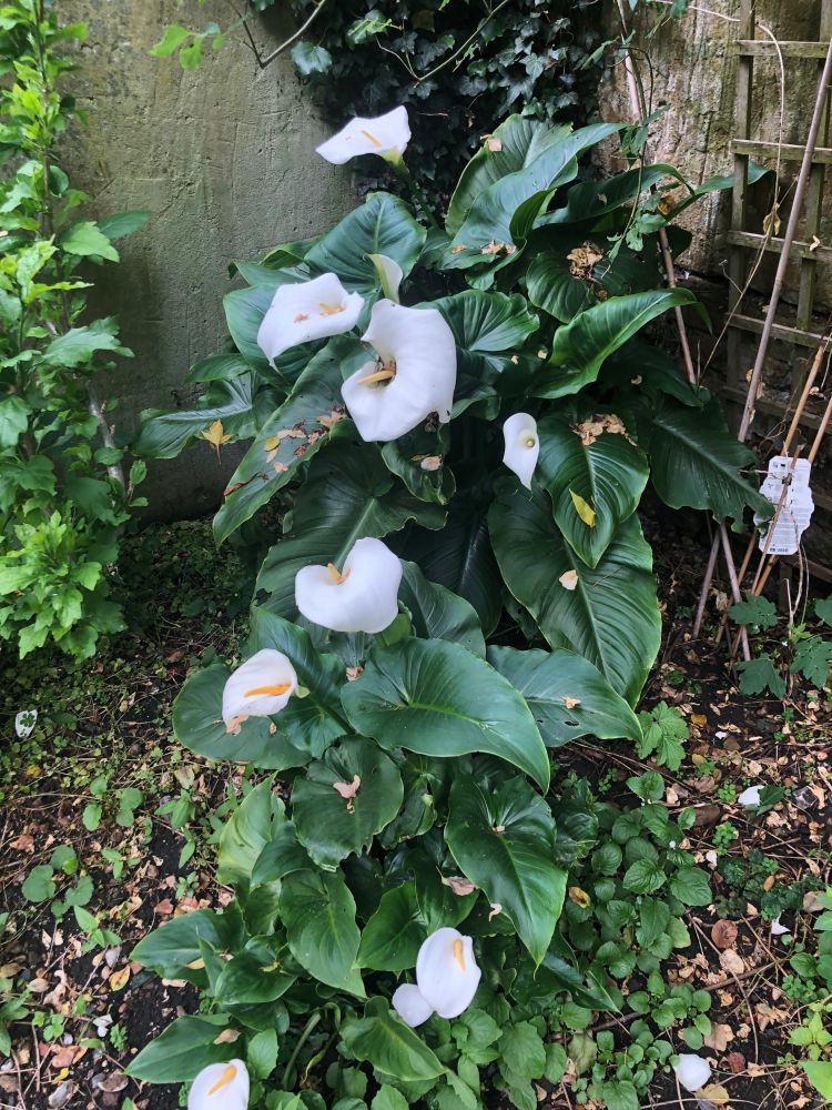 Cala lily
