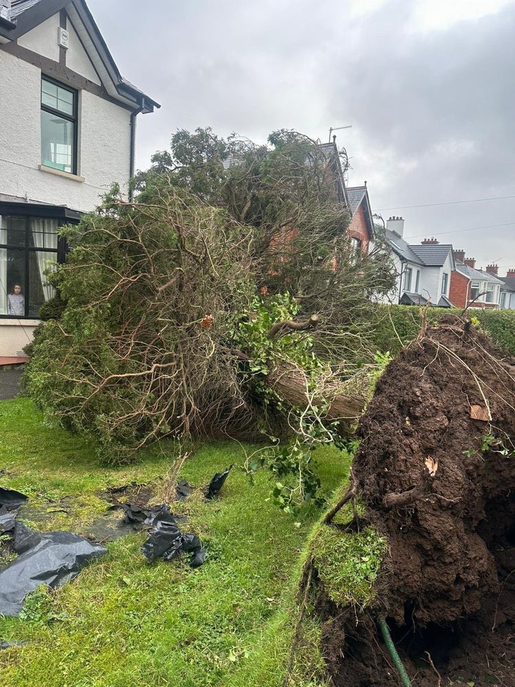 Shows a treed felled outside a person's house in Northern Ireland