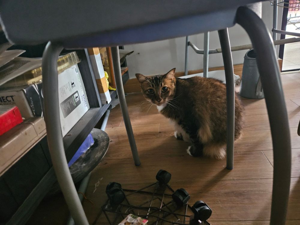 our cat Kicap under a stool with miscellaneous detritus 