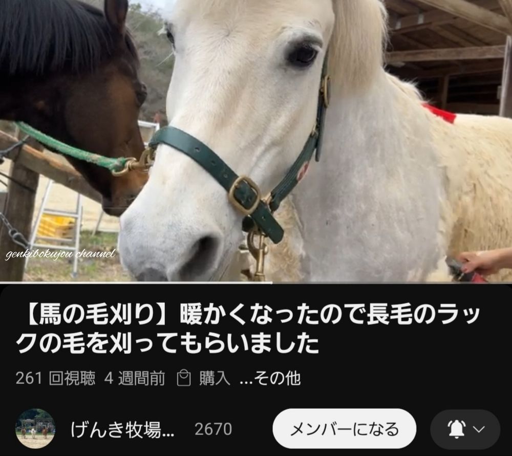 げんき牧場チャンネル【YouTube】🐴ラックの毛刈りをお見せします 🤍