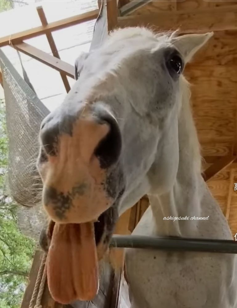 あしげ好きchannel【YouTube】🐴てへぺろロンちゃん😜