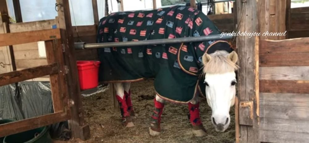 げんき牧場チャンネル【YouTube】🐴前髪ぱっつんラックちゃん💕