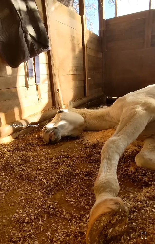 あしげ好きchannel【YouTube】🐴食っちゃ寝ロンちゃん😴🥕