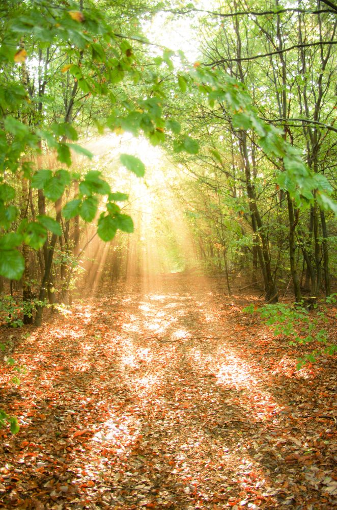 Das Foto zeigt einen laubbedeckten Waldweg im Herbst, auf den die Sonne scheint. Ihre Strahlen tauchen alles in einen warmen Schein. Man hört förmlich das trockene Laub rascheln.