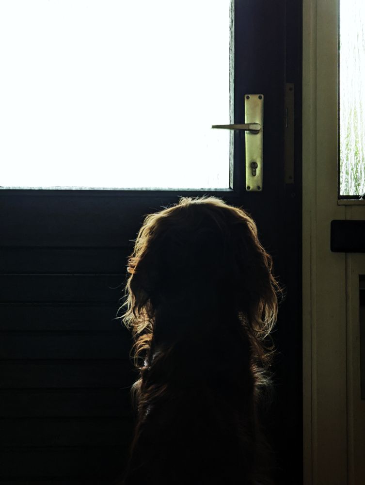 Foto vom Eierkopp eines Hundes von hinten, der an der Haustür sitzt und sehnsüchtig auf die Rückkehr ihres Frauchens wartet.