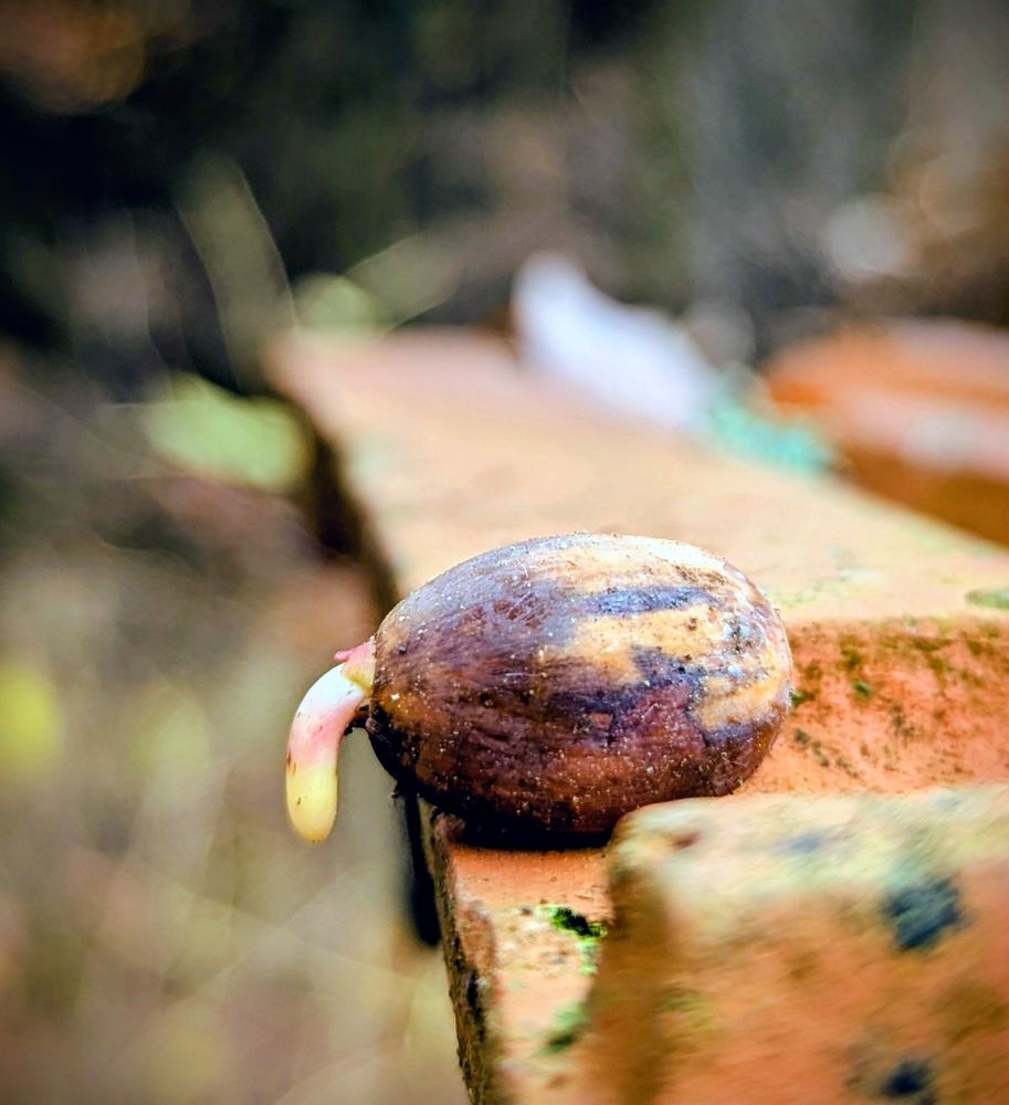 Aus einer Eichel wächst ein erster neuer Eichenstamm, aber noch winzig klein und irgendwie in Penisform.