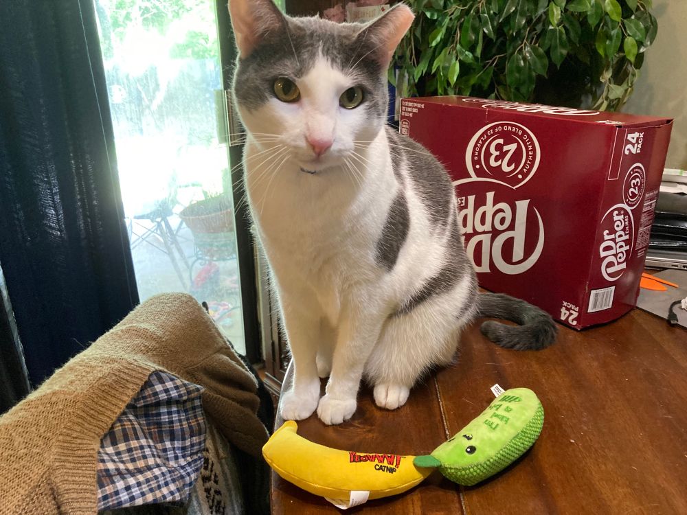 A grey and white cat with his new toys for his birthday.