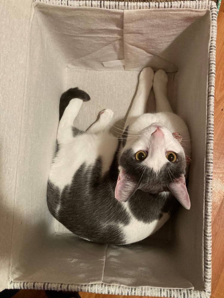 My cat, Scooby, in a fabric storage box. He has grey and white fur and yellow eyes. His pupils are big because it’s night time.