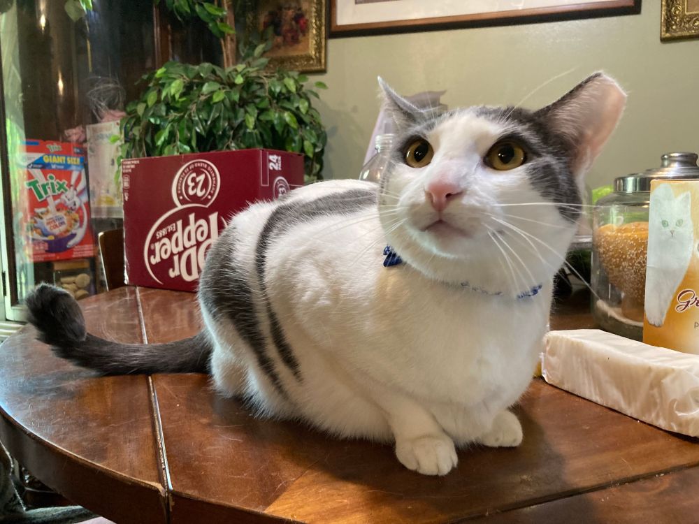 A white and grey cat in a new blue collar on the dining table. 