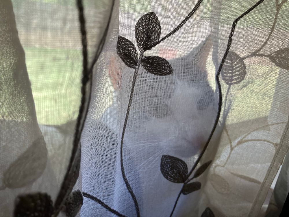 A white cat with grey spots pressing his pink nose against a white translucent curtain.