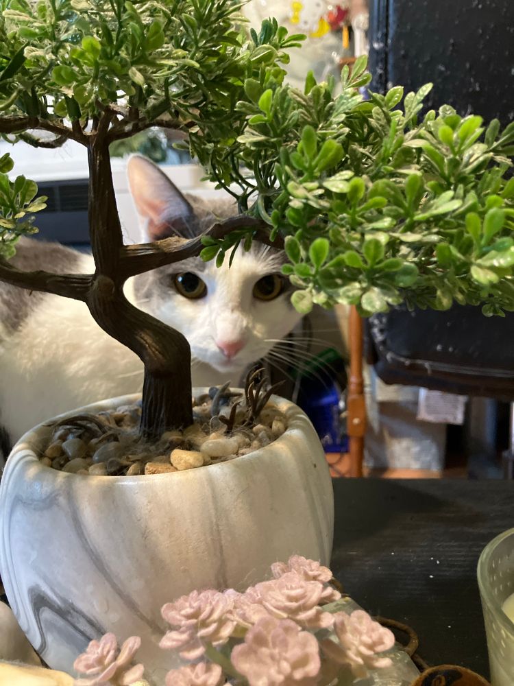 A white cat behind a plastic bonsai tree. It is very clear where he is as the bonsai tree barely covers him.