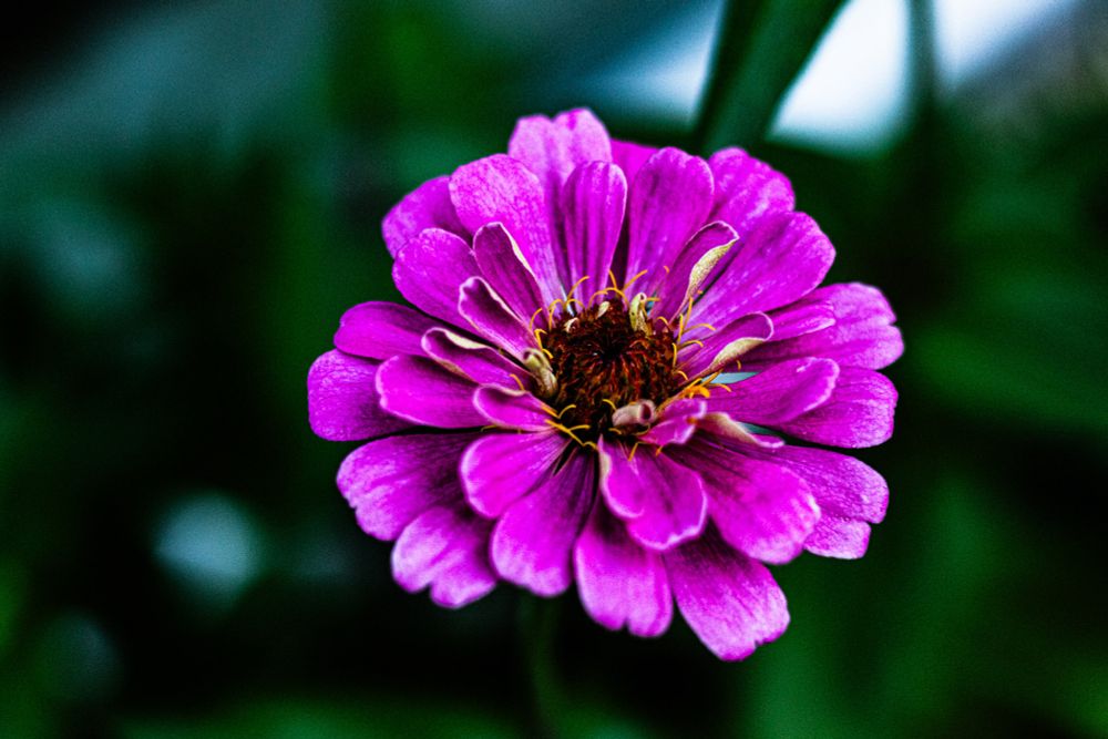 Close-up photo of a pink Zinnia in bloom.