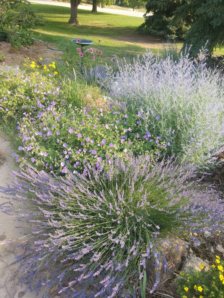 Pollinator flower garden in Colorado.