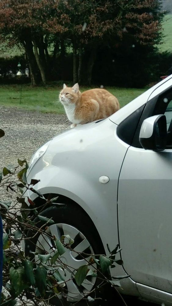 We parked for a moment and this feline decided to keep the car warm