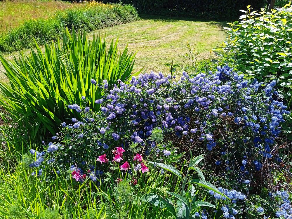 Ceanothus, crocosmia and wild cherry with buddleia shooting up in the foreground