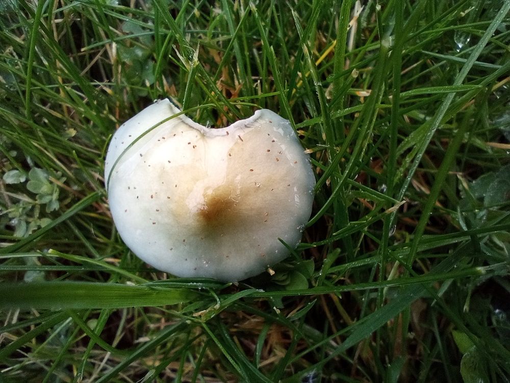 White dapperling I think