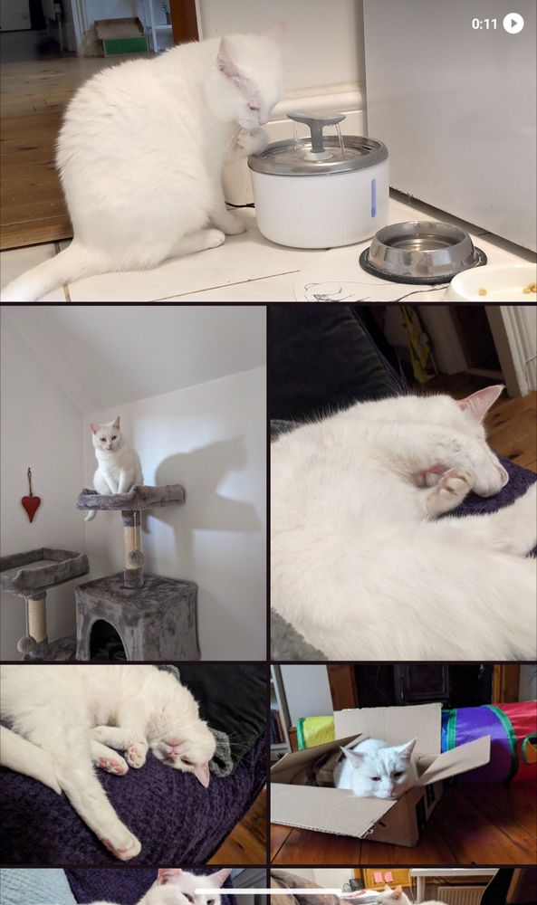 Many photos of white cat