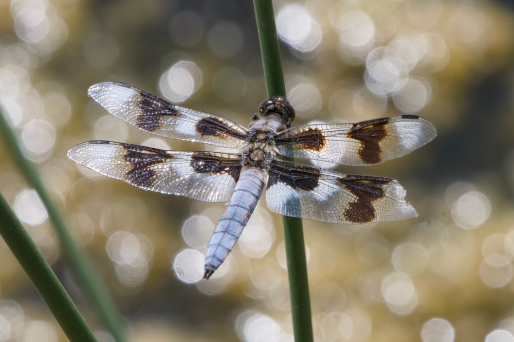 A large dragonfly with a pattern of white and black splotches on its wings, dark eyes, and dusty blue abdomen, is resting on a vertical reed. In the background, out-of-focus greenish-yellow algae are sparkling wet