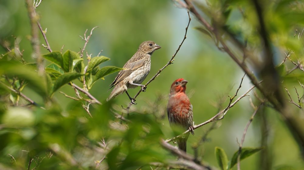 A male and female House Finch up in a tree, surrounded by greenery. They are looking in the same direction, about camera right