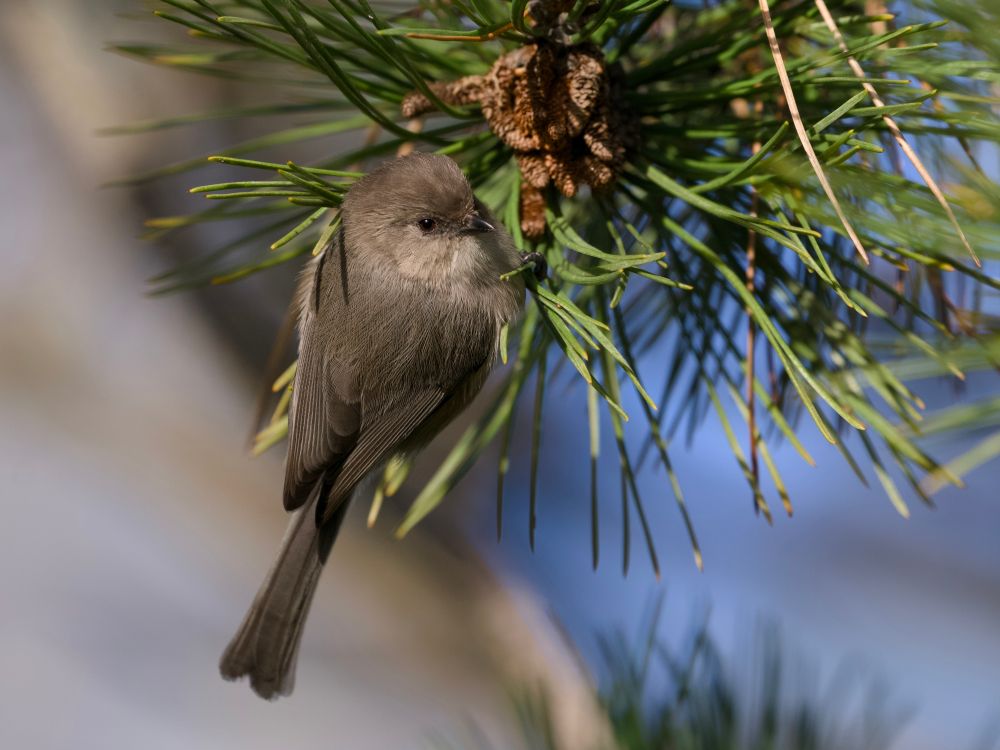 A male American Bushtit hanging on to the end of a pine branch