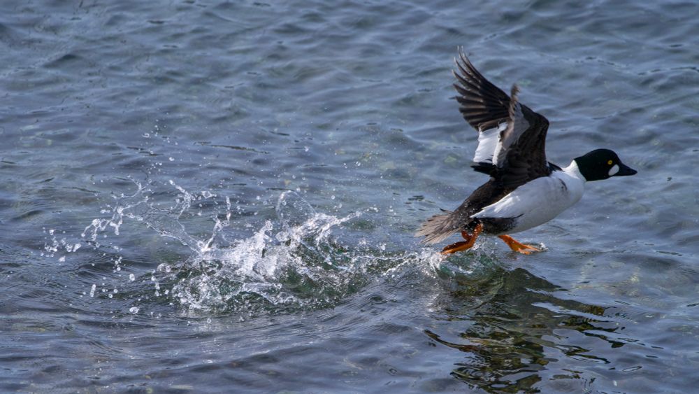 A male Common Goldeneye sort of running on water with his wings spread