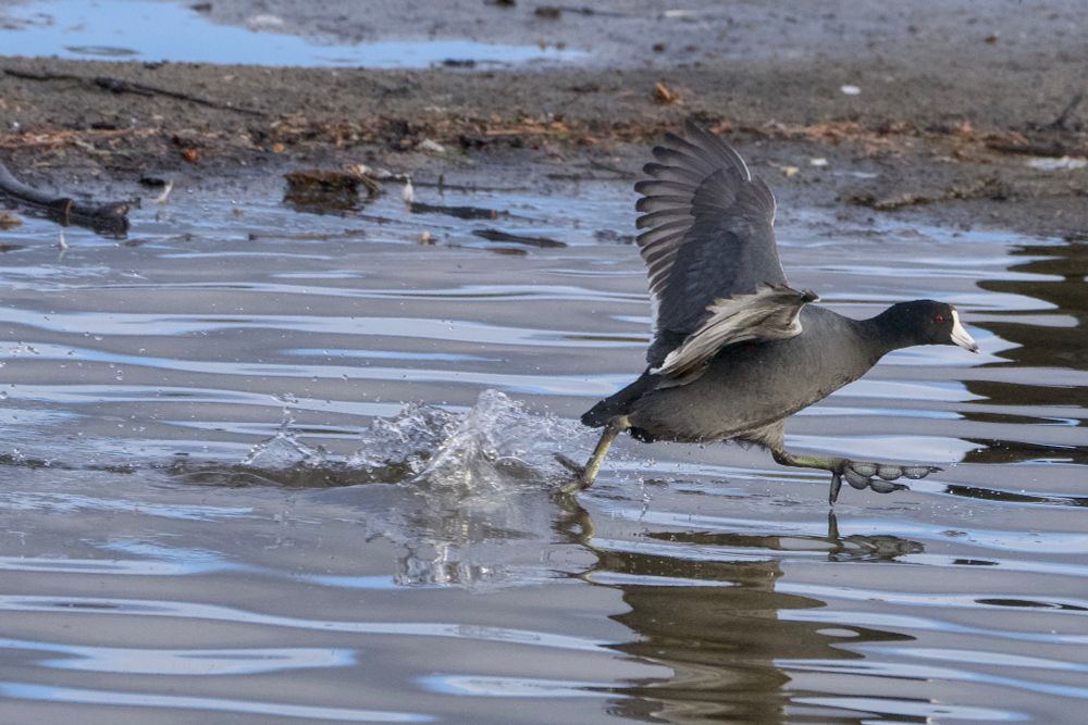 An American Coot flap-running over shallow water