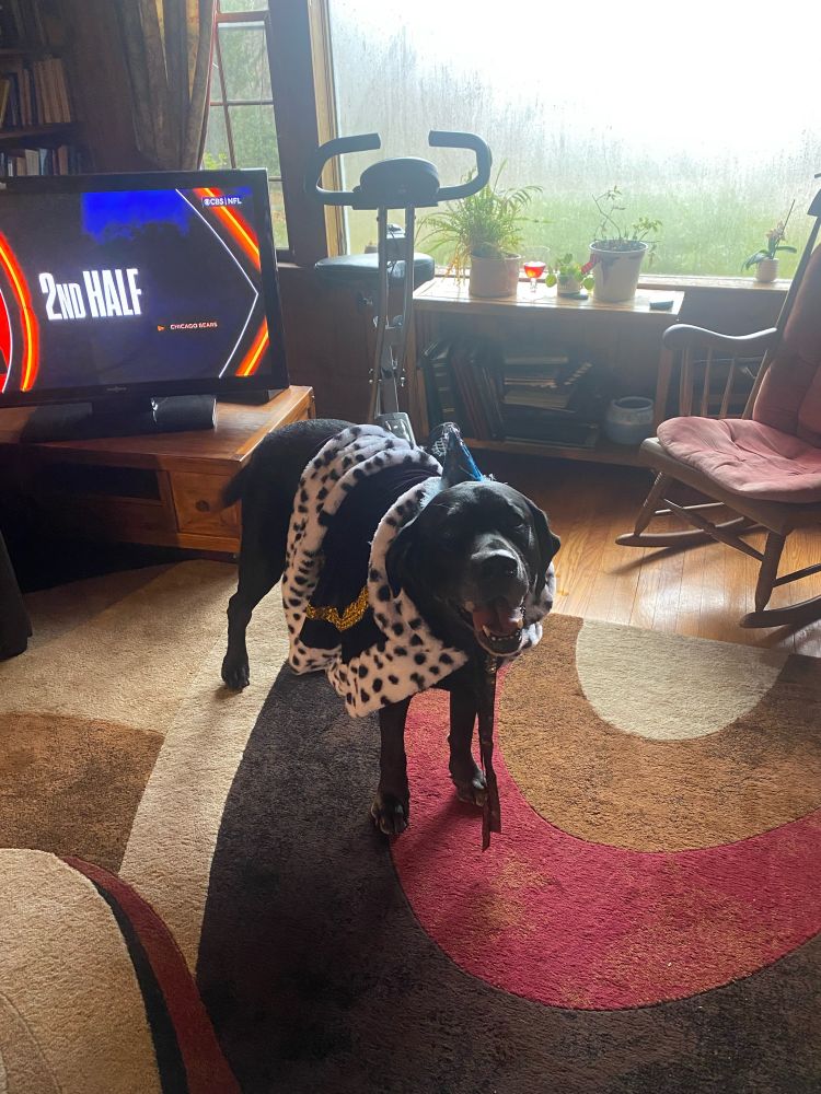 This is a picture of my 107 pound black lab wearing a royal purple cloak with white fringe with black spots. He is also wearing a birthday hat