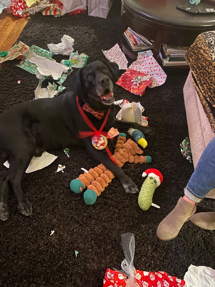 Picture of my 110 pound black lab sitting on the living room floor surrounded by dog toys and shredded Christmas wrapping paper. He is enjoying all his new toys! 