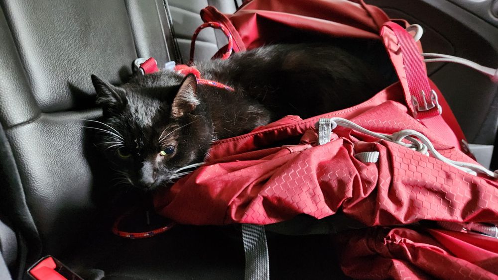 Pip Squick the cat had been missing since July 29 from his home in Nanaimo; five hours away from San Josef Bay where he was found.