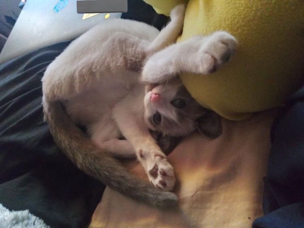 Freja laying upside down in a weird position. She stayed like that for a while