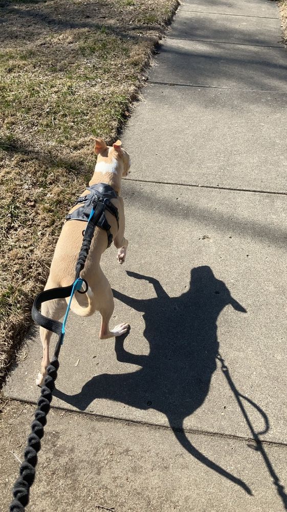 Blonde and white pit terrier walking down the sidewalk in the sun 