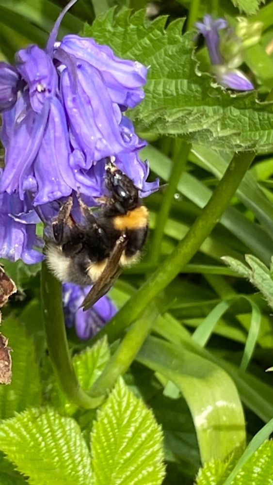 A large bumblebee forages for pollen inside a bluebell 