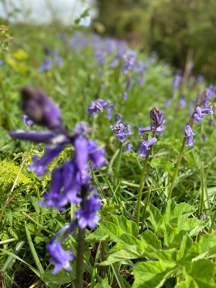 Bluebells on the edge of Dartmoor 