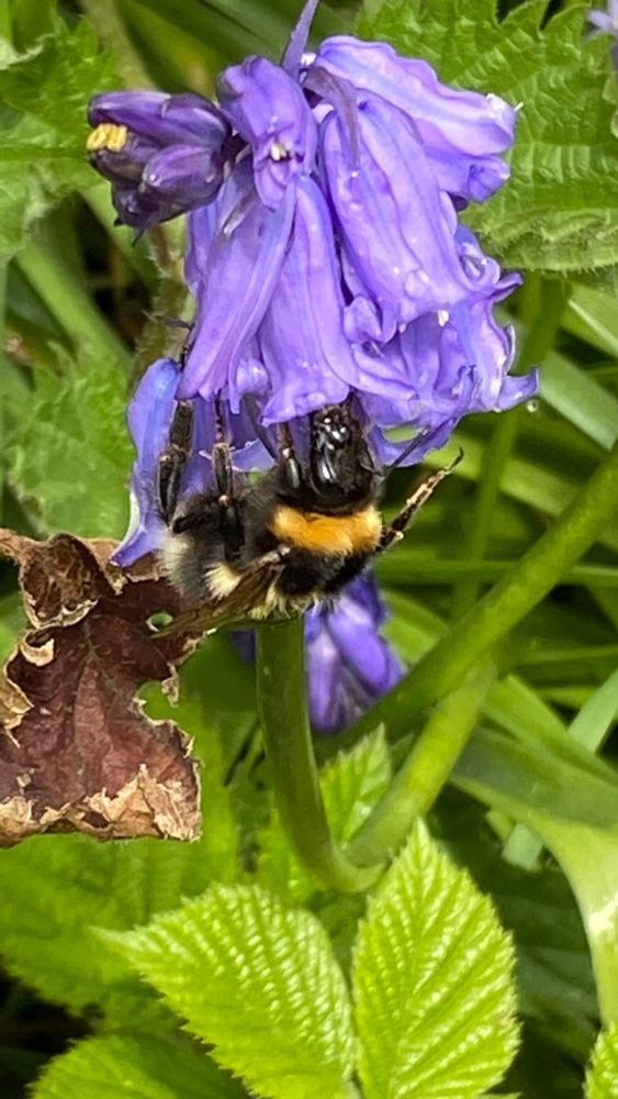 A bee foraging for pollen in a bluebell 