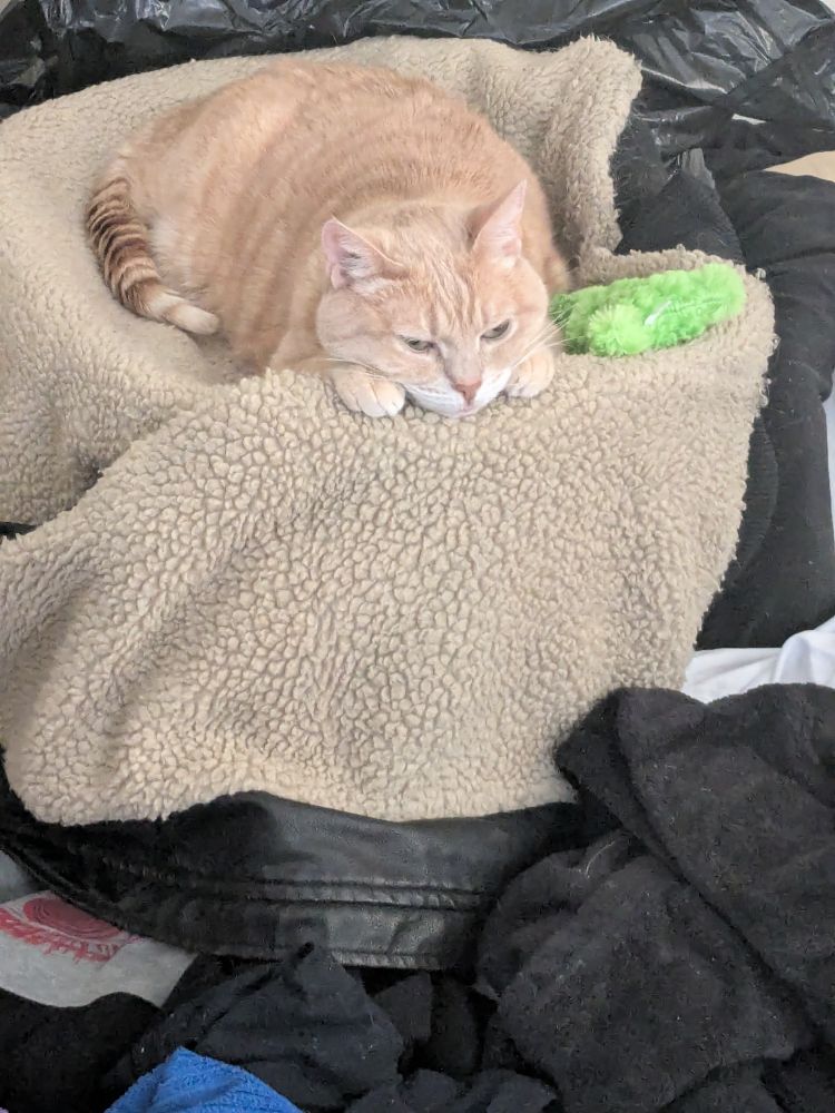 molly relaxing on my jacket. again, because mutual aid, trans mutual aid, and signal boost won't fit in the body of the post