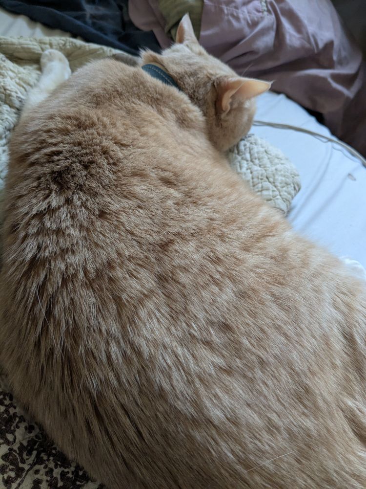 an orange cat lounging, because i ran out of space to write signal boost. her name is molly 