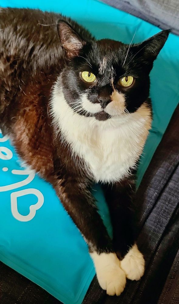 Photo of a black cat with white muzzle, whiskers, paws and chest reclining atop a bright blue cooling pad with thick white printing, which is in turn on top of a dark blue couch cover. Her front legs are stretched out straight in front of her, and she looks up at the camera with bright yellow-green eyes, her ears pricked up but relaxed.