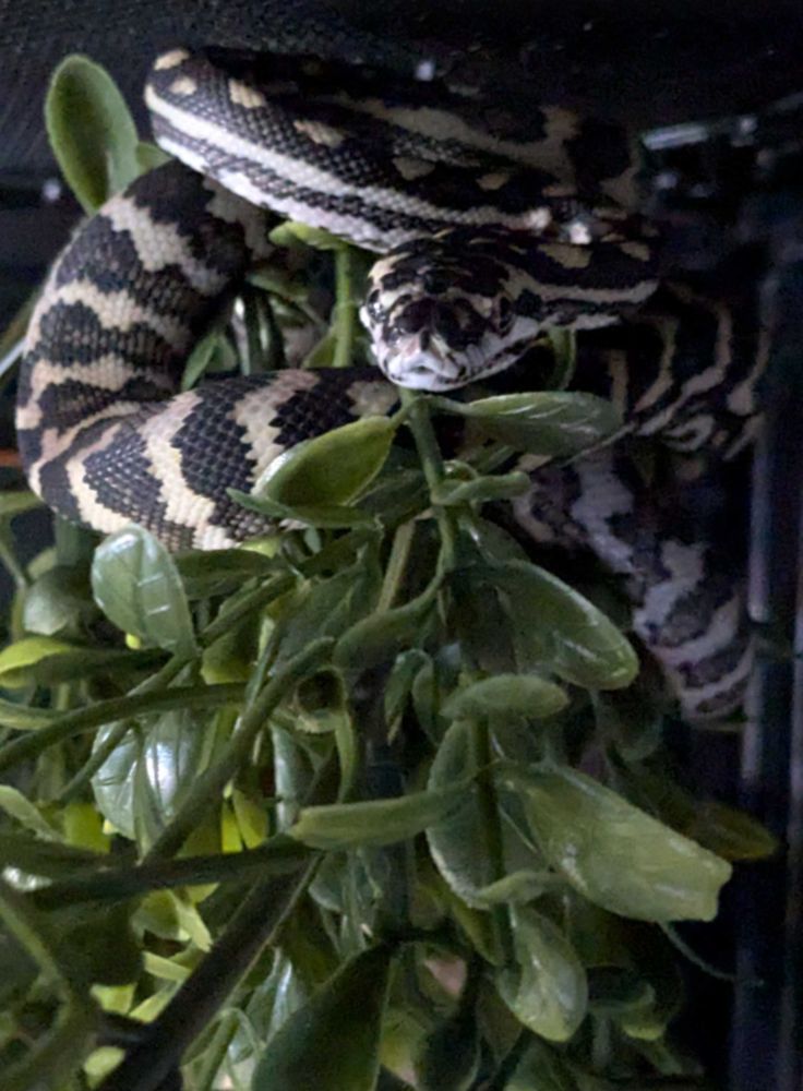A cute baby Jungle Carpet Python amidst some vines, curled into an S-strike pose, facing the camera.