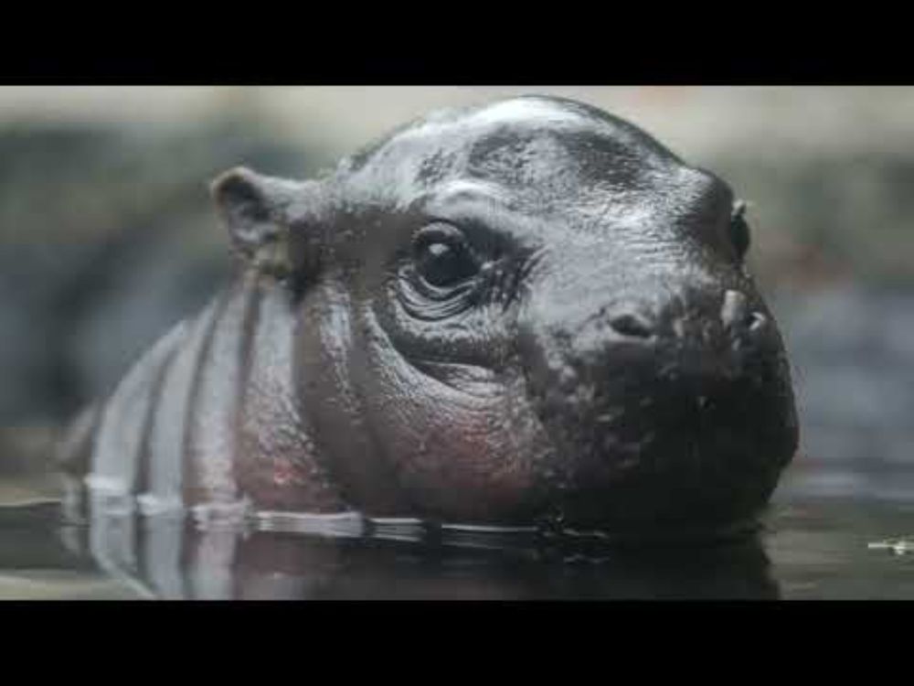 Hippo Ear Wiggle Compilation