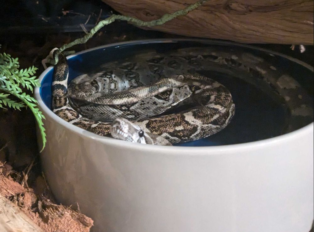 A Caulker Cay boa is curled up in a water dish, soaking in the water; his chin is resting on the lip of the dish facing the camera. He is remarkably cute.