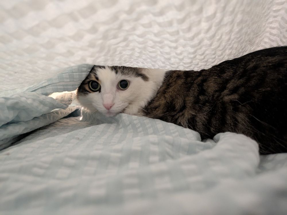 photo of a fluffy tabby and white cat named Mickey, with very large round pupils staring at the camera. Mickey and the camera are both between a soft blue and white duvet cover.