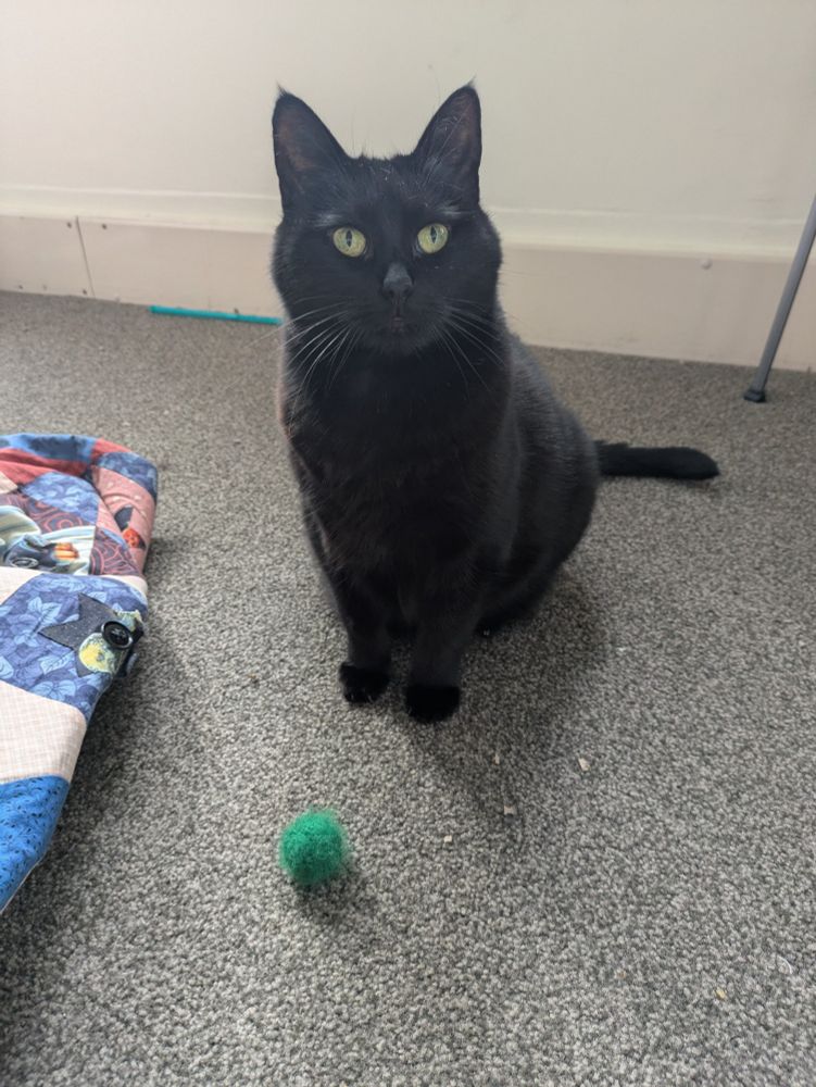 a round black cat sits looking at the camera, with a green fuzzy wool ball in front of her.