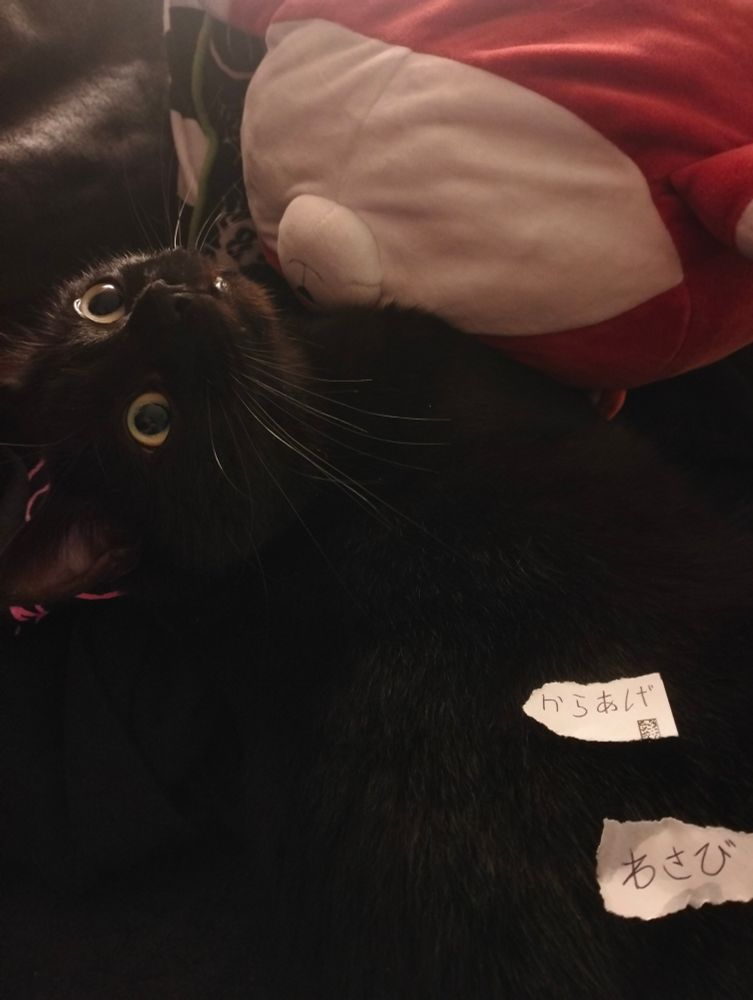 Photo de mon chat noir Zéro, prise du dessus. Il fait une tête super mignonne et rigolote, la bouche un peu entrouverte et avec de grands yeux joueurs. Sur sa fourrure sont posés deux bouts de papiers avec des hiragana (disant wasabi et karaage)