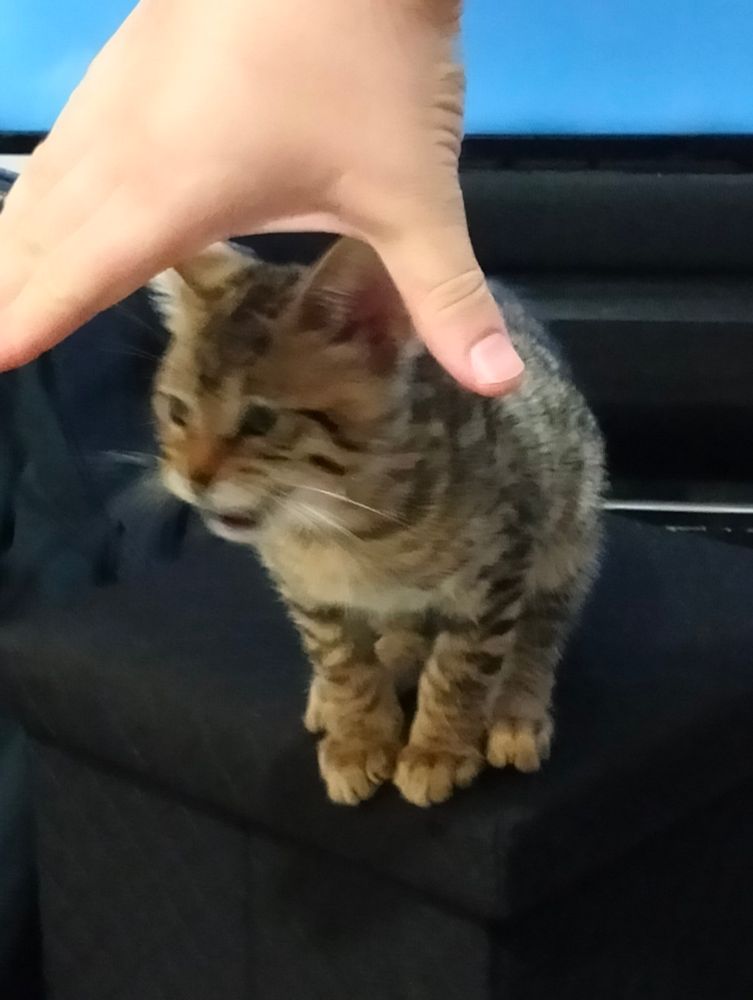 Photo d'un chaton tigré comme prêt à sauter d'un pouf, stoppé dans son mouvement par une main au dessus de sa tête, on voit qu'il miaule.
