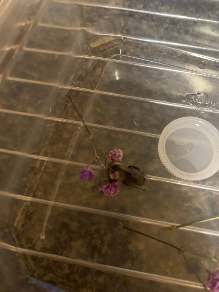 My lil boi is not doing so hot rn