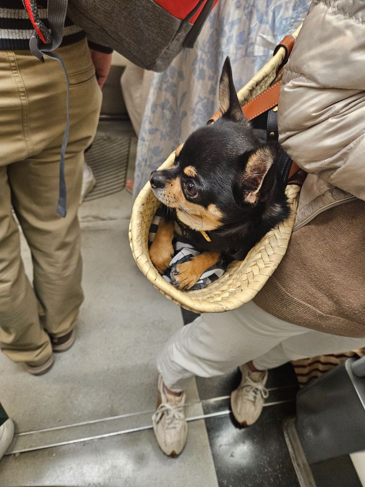 Cute tiny dog in a bag looking up