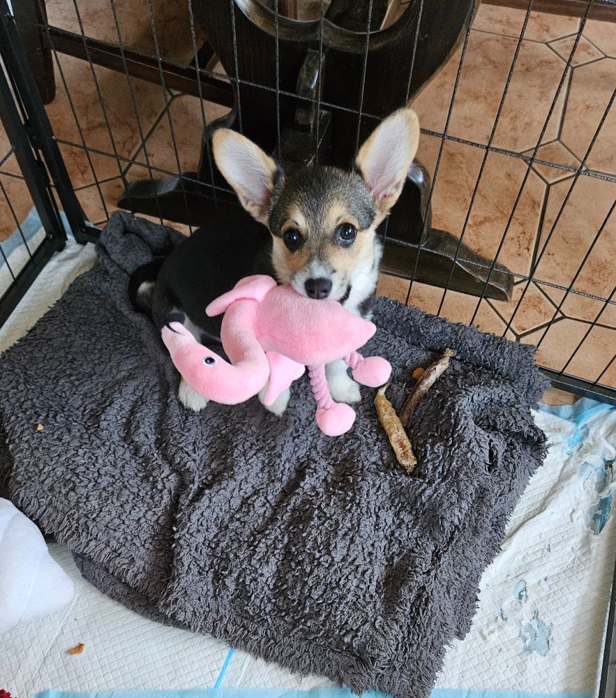 Small Welsh corgi in black, brown and white, labouring beneath a pair of sticky-up ears each roughly the size of Swansea, chewing on a stuffed toy flamingo.
