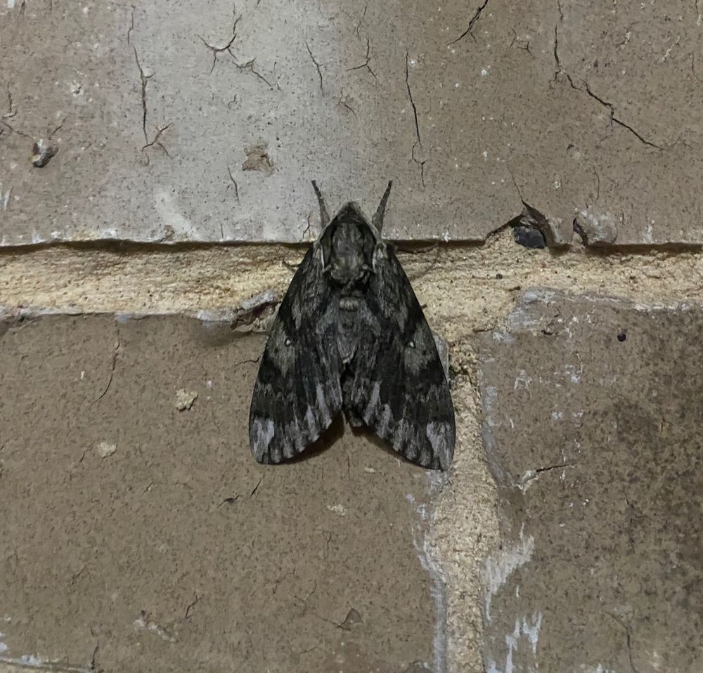 Photo of a sphinx moth spotlighted on brick.