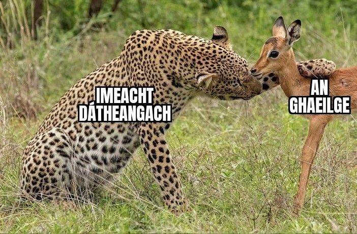 Liopard (imeacht dátheangach) ag cur lapa ar ghualainn chreiche (an Ghaeilge)