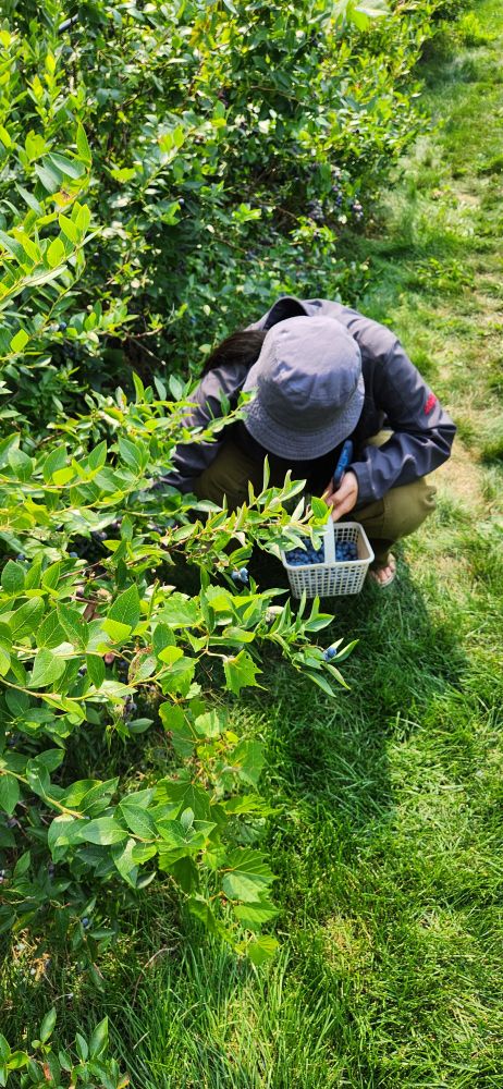 Picture of the lady picking blueberries in a quest to fill her basket.
